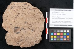 Foto (Objekt + Etikett) von Araucaria sternbergii Goeppert (NHMW-GEO-2024-0188-8278)